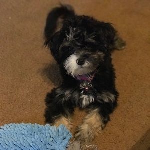 Meet your Posher, Mario robert